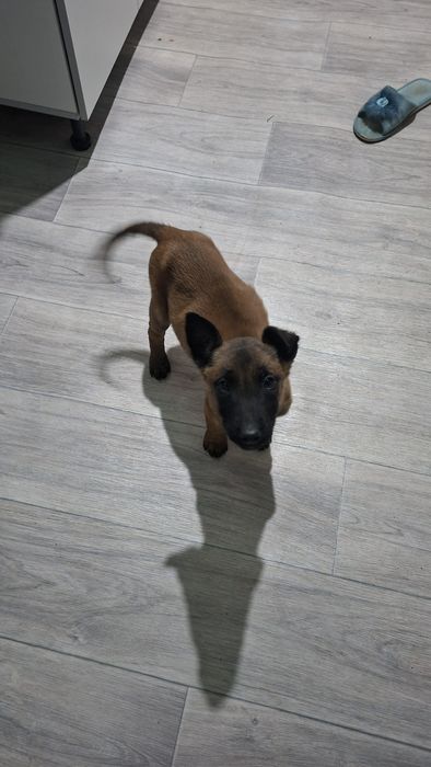 Малинуа Бельгийский Овчарка девочка