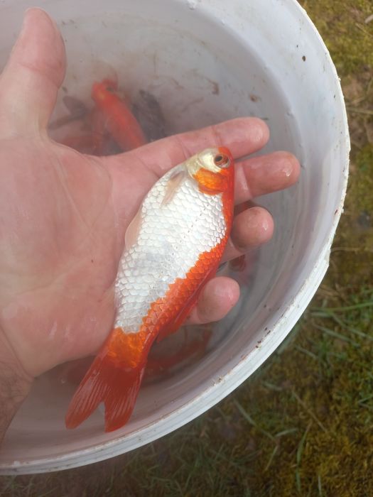 Vând  Caraș gold fish
