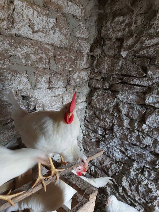 Продавам петли бял легхорн