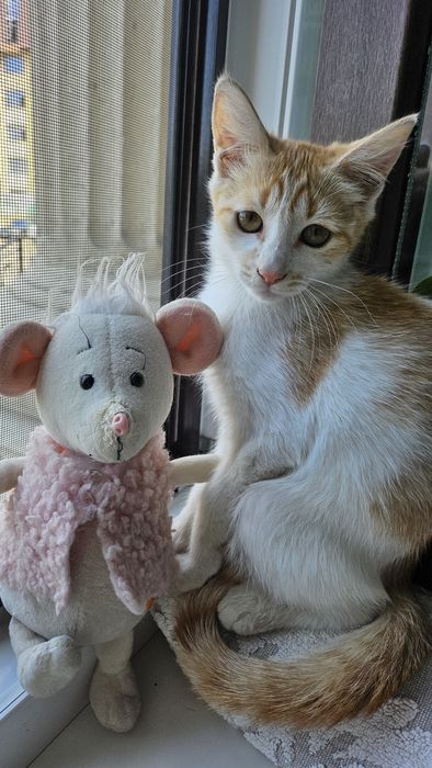 Кошечка малышка девочка