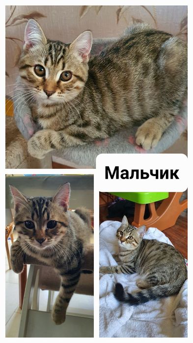 Котята шотландской вислоухой