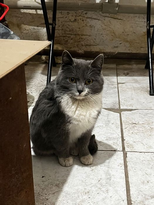 Отдам кошек в добрые руки