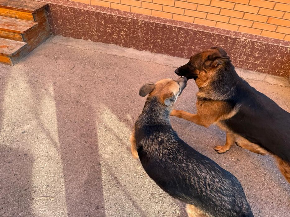 Щенки овчарок девочки