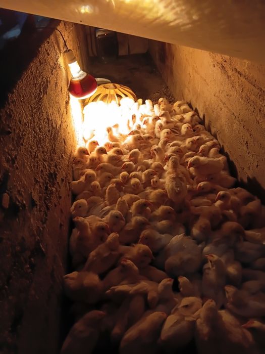Продам бролерных цеплята