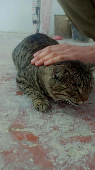 Mushuk homilador zoddor mushuk