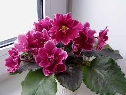 Сортовые фиалки!