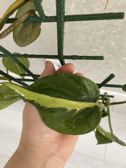 Продам цветок комнатный