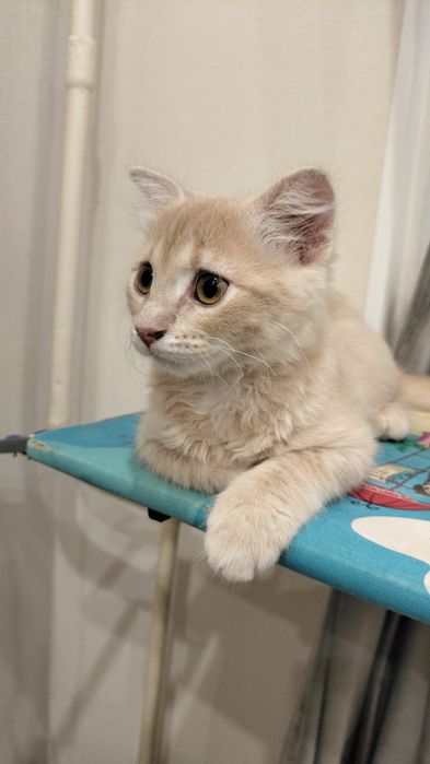 Котенок в добрые руки