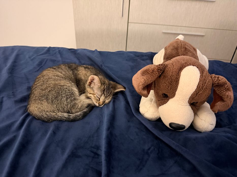 Dau motanel spre adoptie
