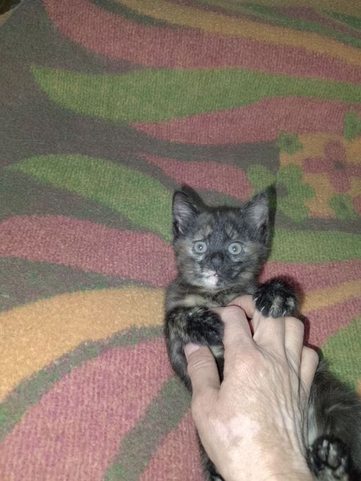 Отдам котят в добрые руки