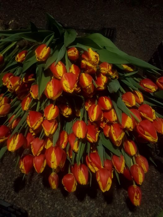 Тюльпаны крупные отборные