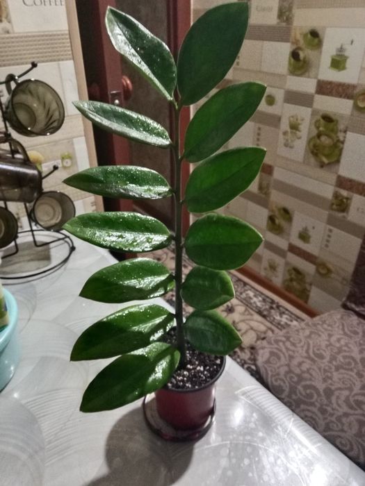 Долларовое или замиокулькас