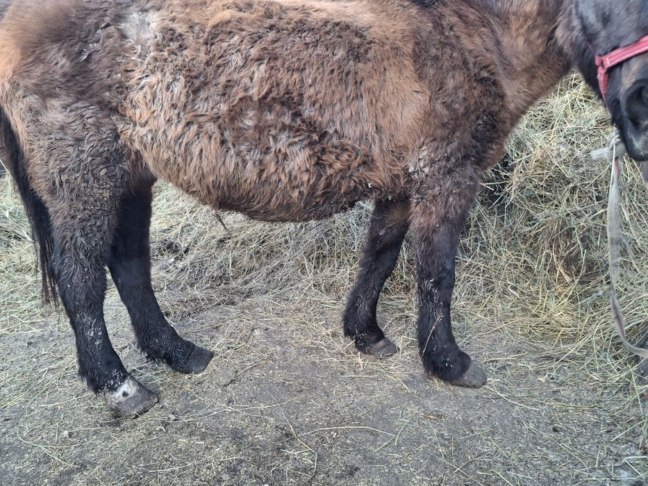 Семіртілген бие сатылады
