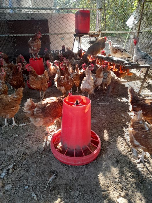 Tuxum qo'yib turgan tovuqlar sotiladi