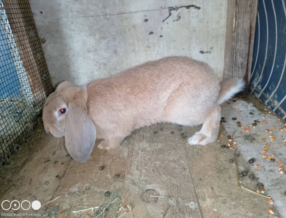 Iepuri de rasa berbec și fluture negru