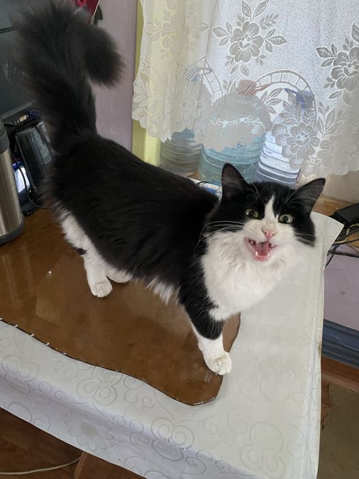 Отдам в добрые руки