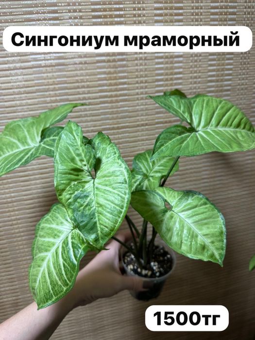 Комнатные растения