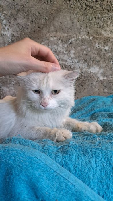 Алматы! Ищу дом кошке , отдам кошку