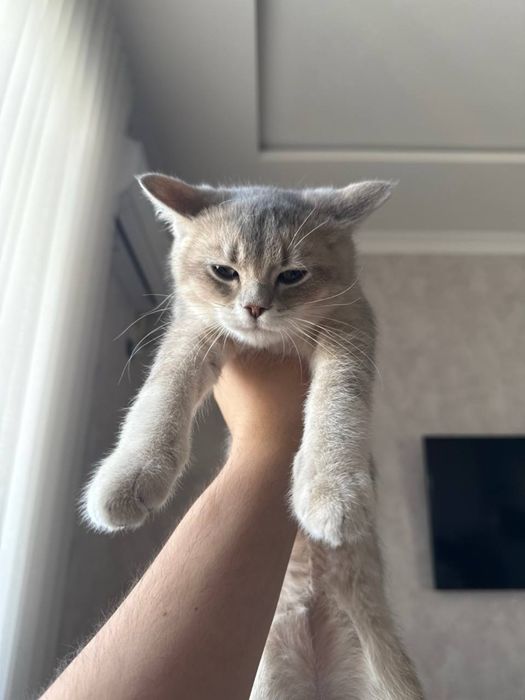 Зоти тоза 4 ойлик голубая шиншилла