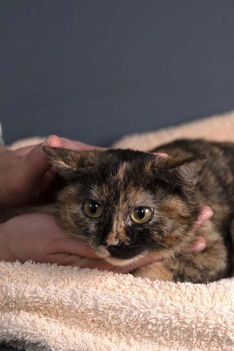 Котенок - девочка , 6 мксяцев.