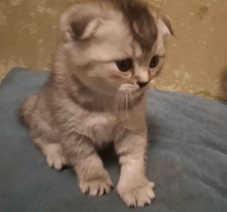 3 котёнка шиншилла.