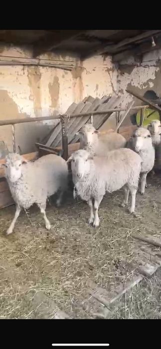 Кой сатам семіз 4ай байланган