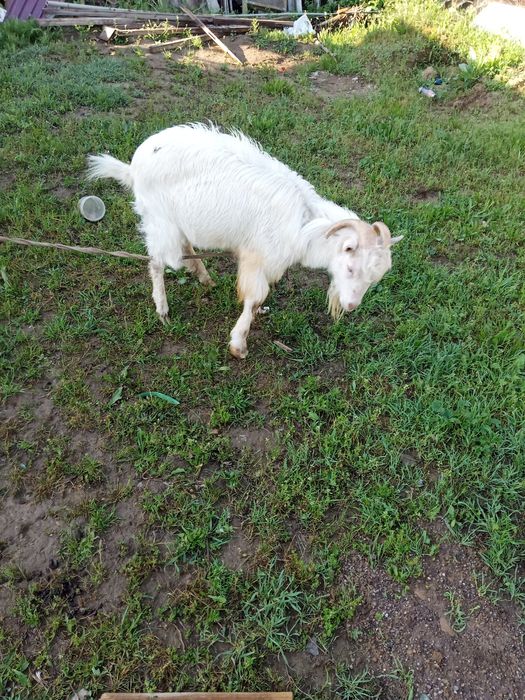 Ешки жане теке сатылады