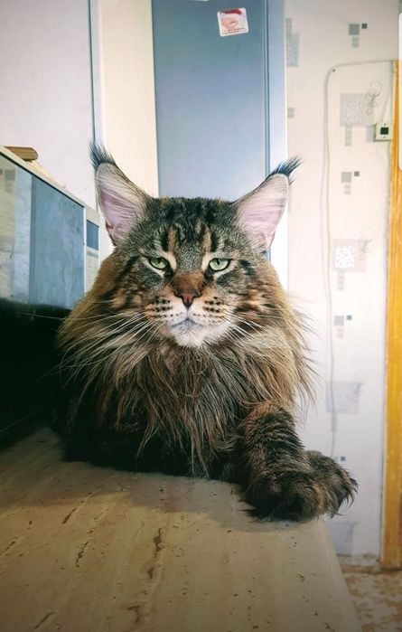 Кот мейн-кун для вязки