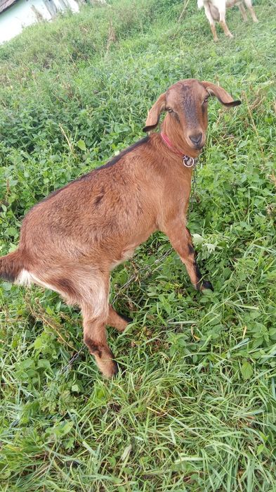 Schimb capra cu iada, pentru o vițică