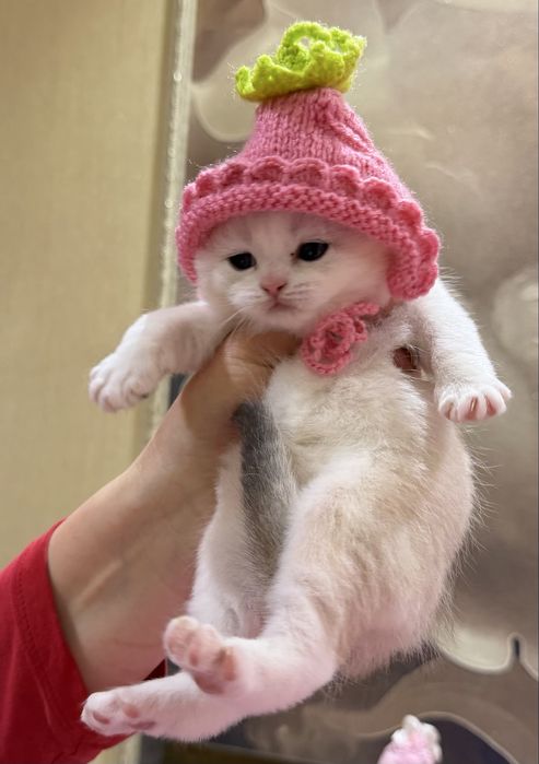 Шотланский Скоттиш Фолд! Шиншилла !