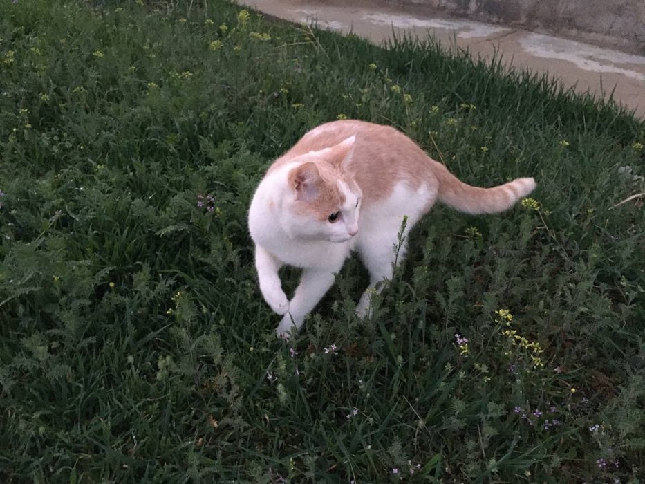 Кот Алёша ищет доброго хозяина