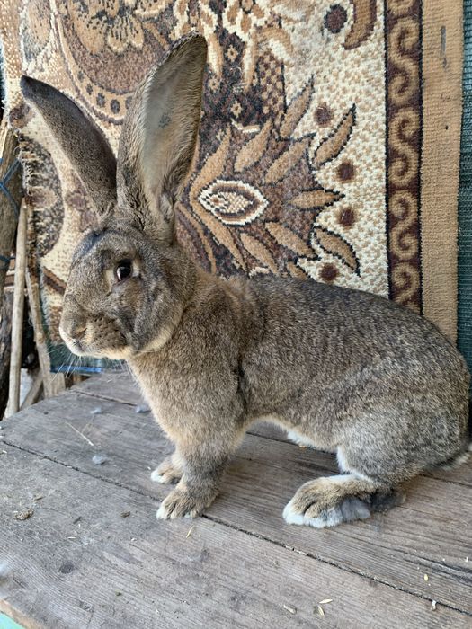 Urias german femele si masculi