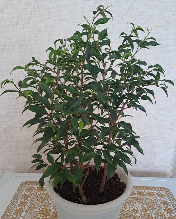 Продам взрослые растения - фикус сортовые