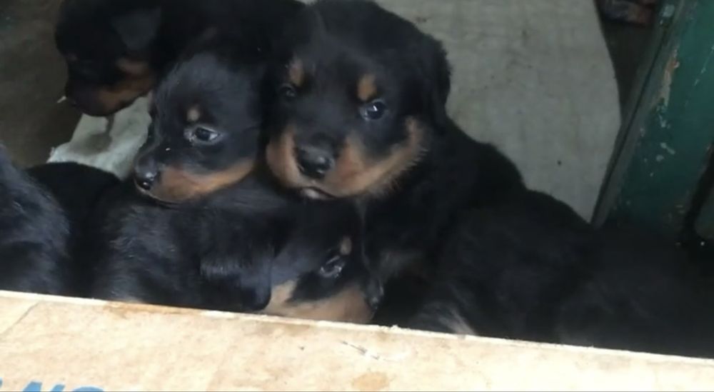 Продам шенков ротвейлера