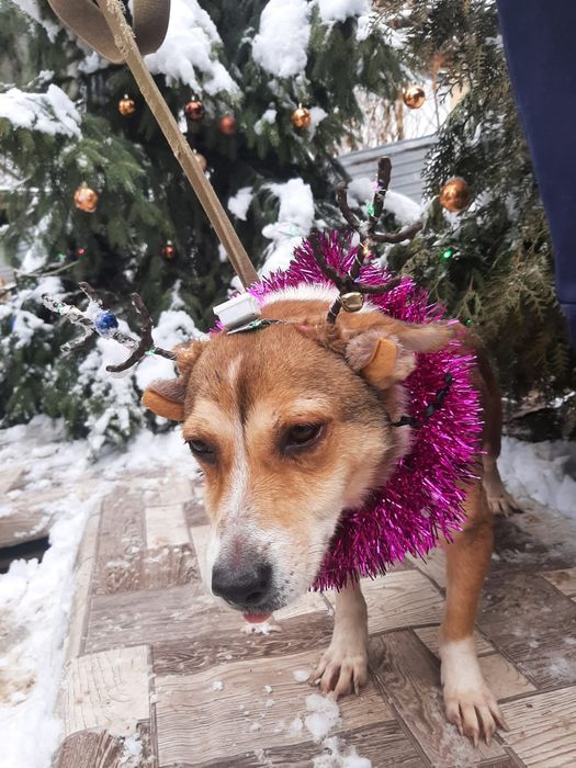 Ждём любящих хозяев для собачек