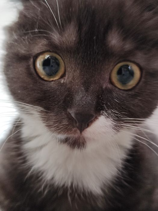 СРОЧНО Кошка, в августе 1 годик