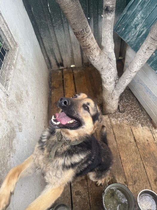 Собака, животные авчарка.         .