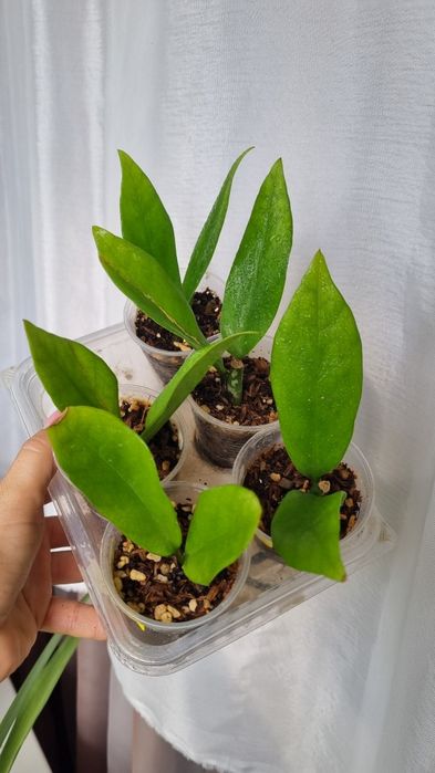 Продам Замиокулькас Королева акибоно