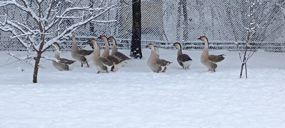 Gâște leșești de vânzare