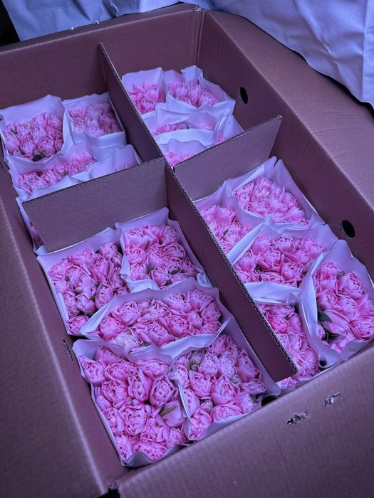 Пионовидные тюльпаны белорусские