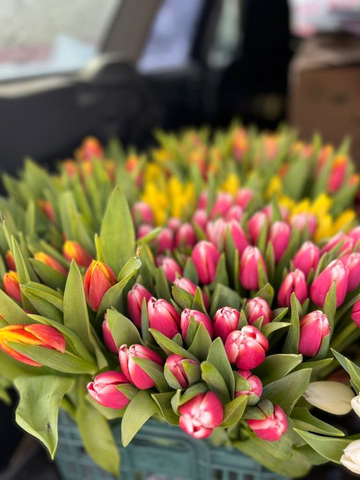 Тюльпаны цветы на 8 марта