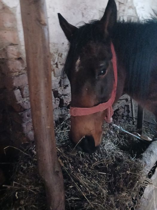 De vanzare cal castrat de 13 ani