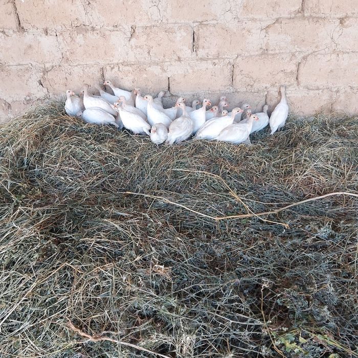 Срочно цесарки продам
