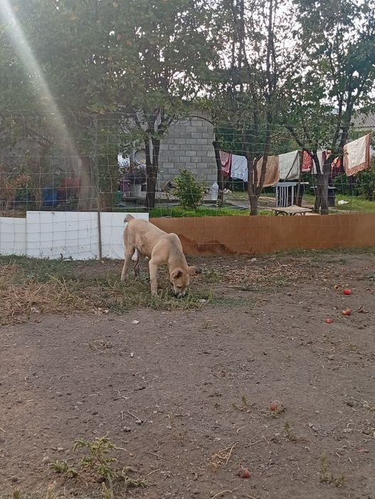 Продам Алабай кр