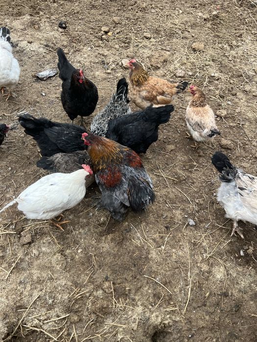 Домашние куры несушки Шымкент