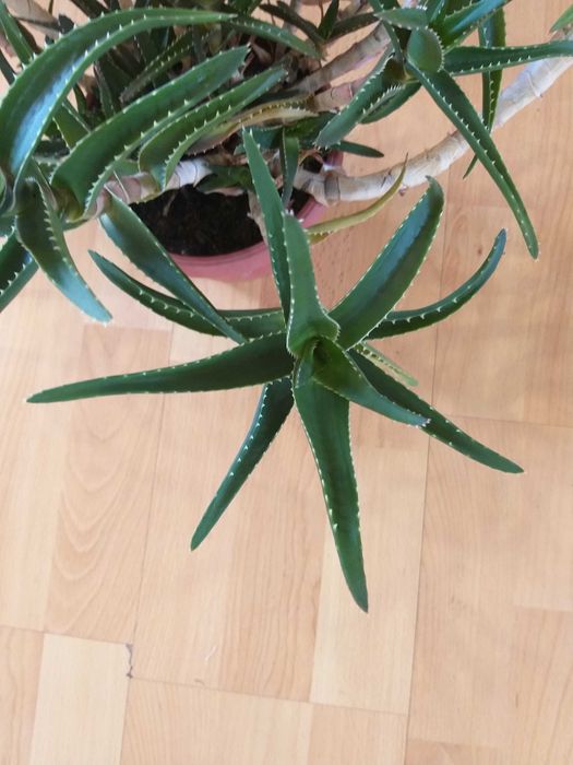 Алое с много приложения