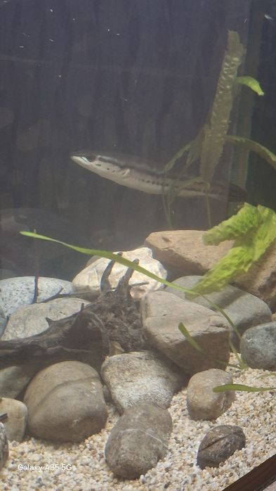 Красный змееголов