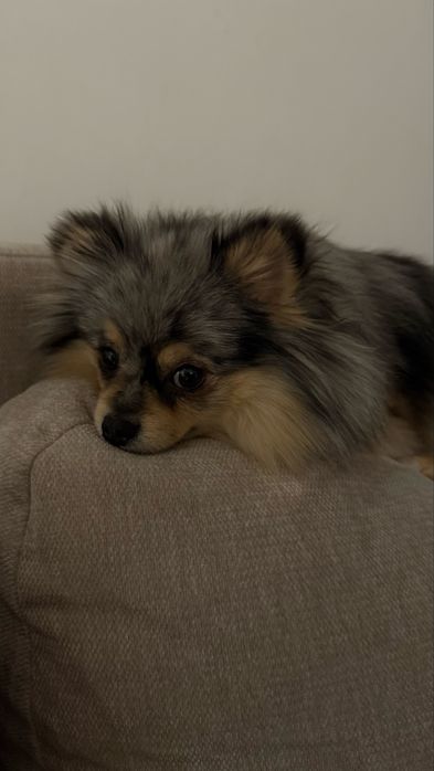 Немецкий щпиц девочка