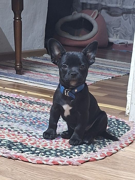 Продам французского бульдога