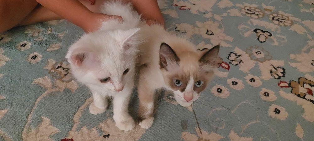 Продаются котята